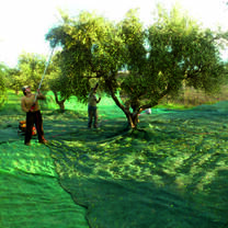 Agriculture & Viticulture