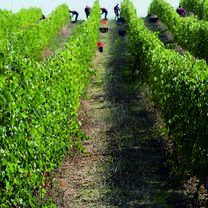  Agriculture & Viticulture