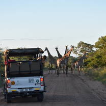 Giraffes crossing the road in Kruger National Park as students watch
