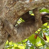 Costa Rican Wildlife