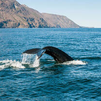 Whale Watching