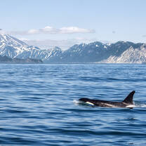 Whale Watching 