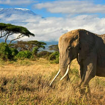 Elephant 