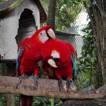 birds at amazon shelter