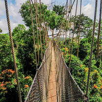 Wooden bridge suspended above tall treeline