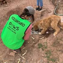 Peru Dog Project