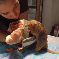 Volunteer with anteater