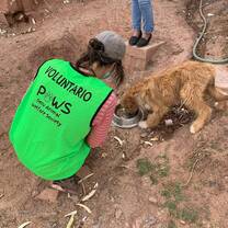 Volunteer feeding street pup