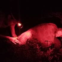 Night patrol encounters