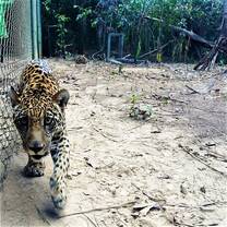 Rescued Jaguar in his new enclosure