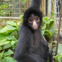 Rescued spider monkey