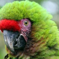 Rescued parrot in the Amazon