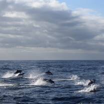 Marine Conservation Project in Tenerife