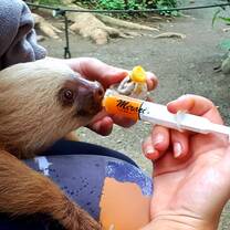 Sloth being fed in the Animal Sanctuary