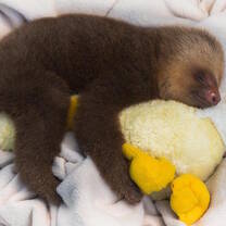 Sleeping Sloth in the Animal Sanctuary