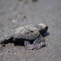 Baby Turtle in the Nature Reserve on its way to the Ocean 