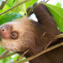 Sloth hanging from a tree in the Animal Sanctuary for Sloths, Monkeys & Birds