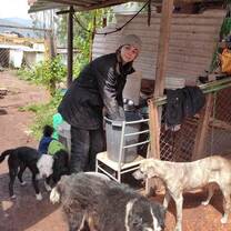 Volunteer with Dogs in the Animal Shelter