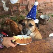 Dog on its Birthday Party in the Animal Shelter
