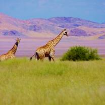 Wild giraffes