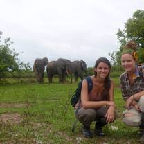 Elephants in the Wild