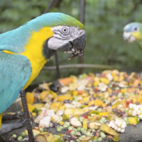Parrots at the Wildlife Project in the Amazon