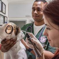 Volunteer and Vet at the Zoo Project in Quito