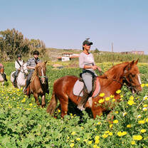 Horse Care Greece