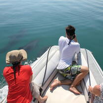 Searching Dolphins in Greece