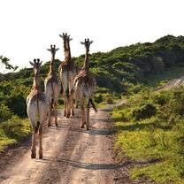 Giraffes in the Wild