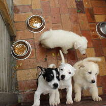 Animal Shelter Greece