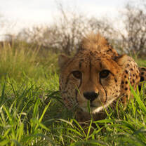 Leopard hiding in the gras