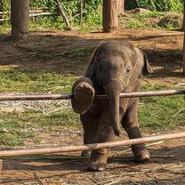 Baby Elephant Nepal