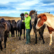 Horses of Iceland