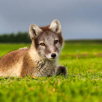Arctiv Fox