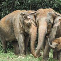 Elephant Family Thailand