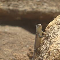 Lizard