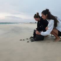 Volunteers releasing sea turtle hatchlings into the sea