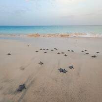 Sea turtle hatchlings going to sea