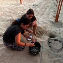 Volunteers excavating an already hatched nest