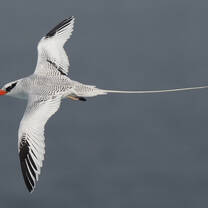 Adult of red-billed tropic bird flying