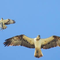 Two ospreys fying
