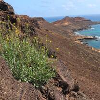 Critically endangered endemic shrub only found in Sal Island