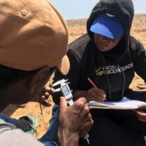 Field technicians conducitng reptile census