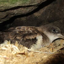 Adult of Cape Verde Shearwater inside nest