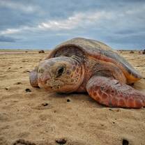 Loggerhead turtle nesting at daytime