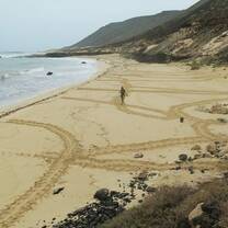 Volunteer patrolling a nesting beach with many sea turtle tracks