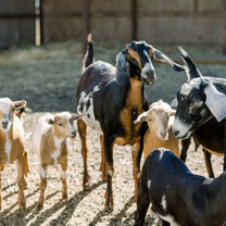 a small herd of goats