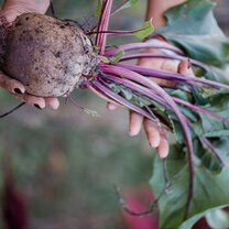 two hands holding a beet just pulled from the ground