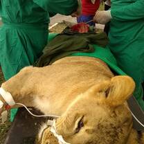 Our specialist vet from Cuba at work